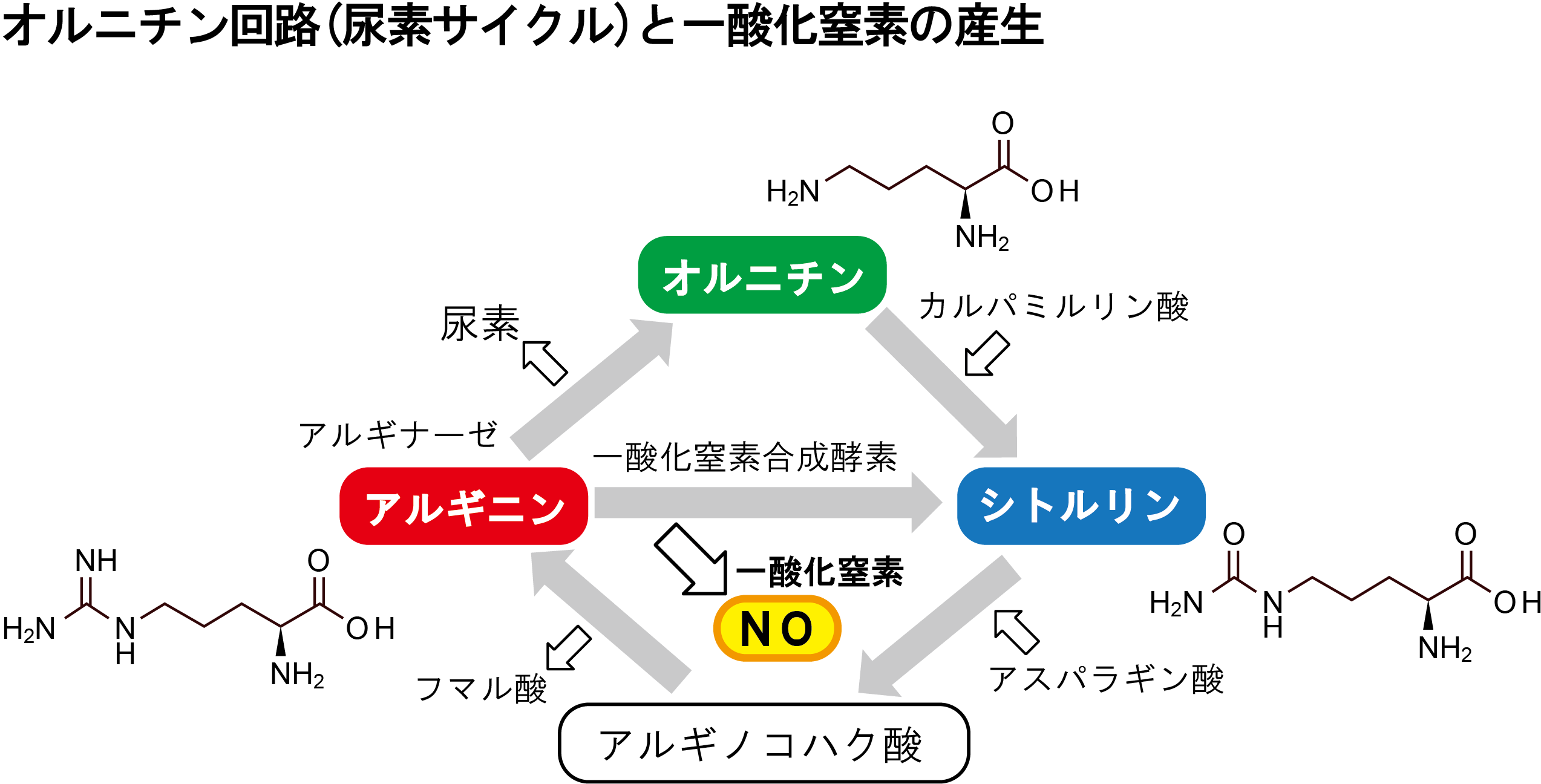 L オルニチン塩酸塩 アンチエイジング プロ